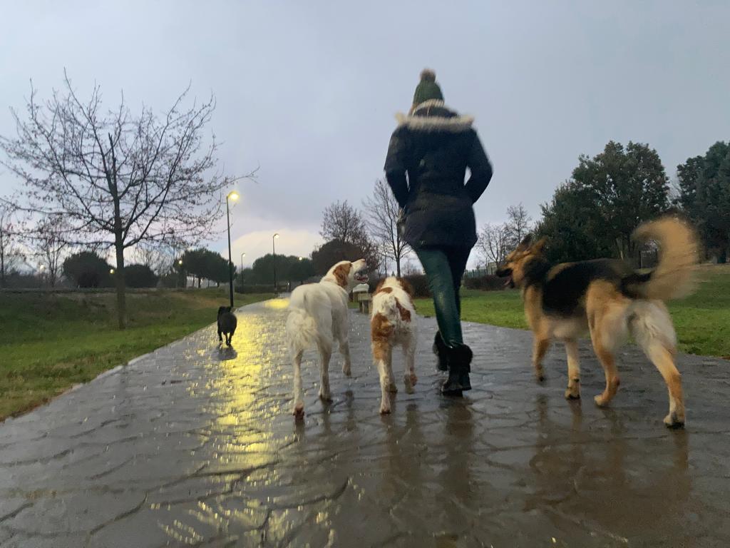 Foto de una caminata con los perros al amanecer